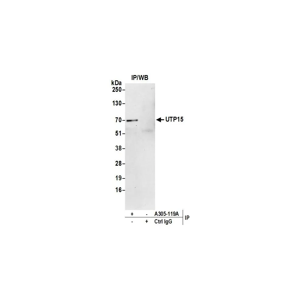 Rabbit anti-UTP15 Antibody, Affinity Purified