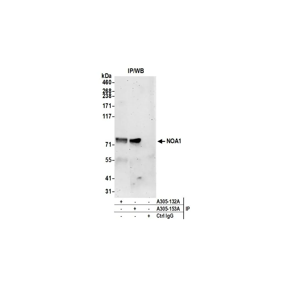 Rabbit anti-NOA1/C4orf14 Antibody, Affinity Purified