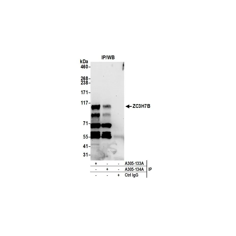 Rabbit anti-ZC3H7B Antibody, Affinity Purified