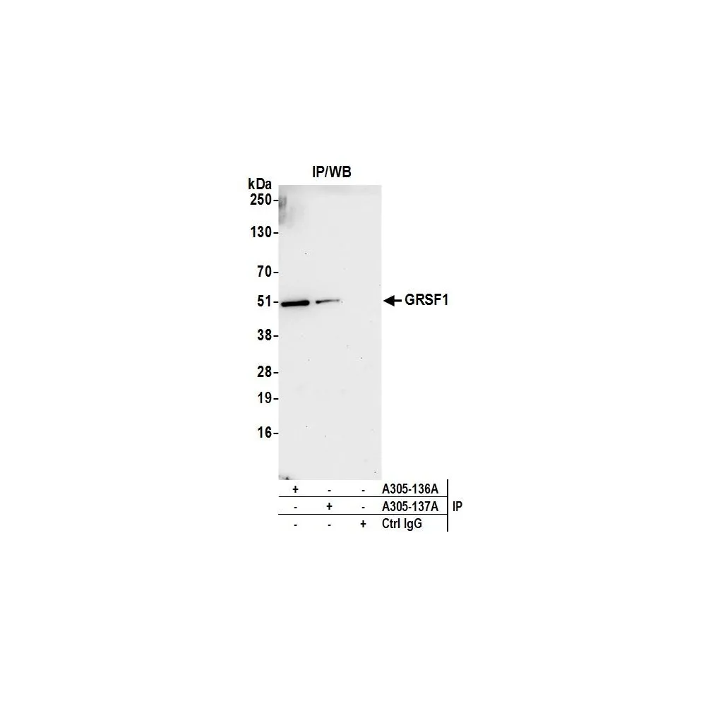 Rabbit anti-GRSF1 Antibody, Affinity Purified