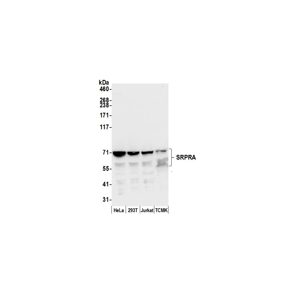 Rabbit anti-SRPRA/SRPR Antibody, Affinity Purified