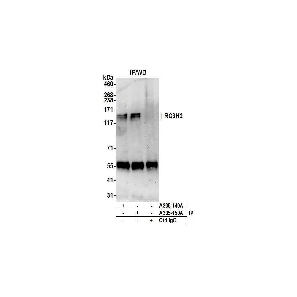 Rabbit anti-RC3H2/MNAB Antibody, Affinity Purified
