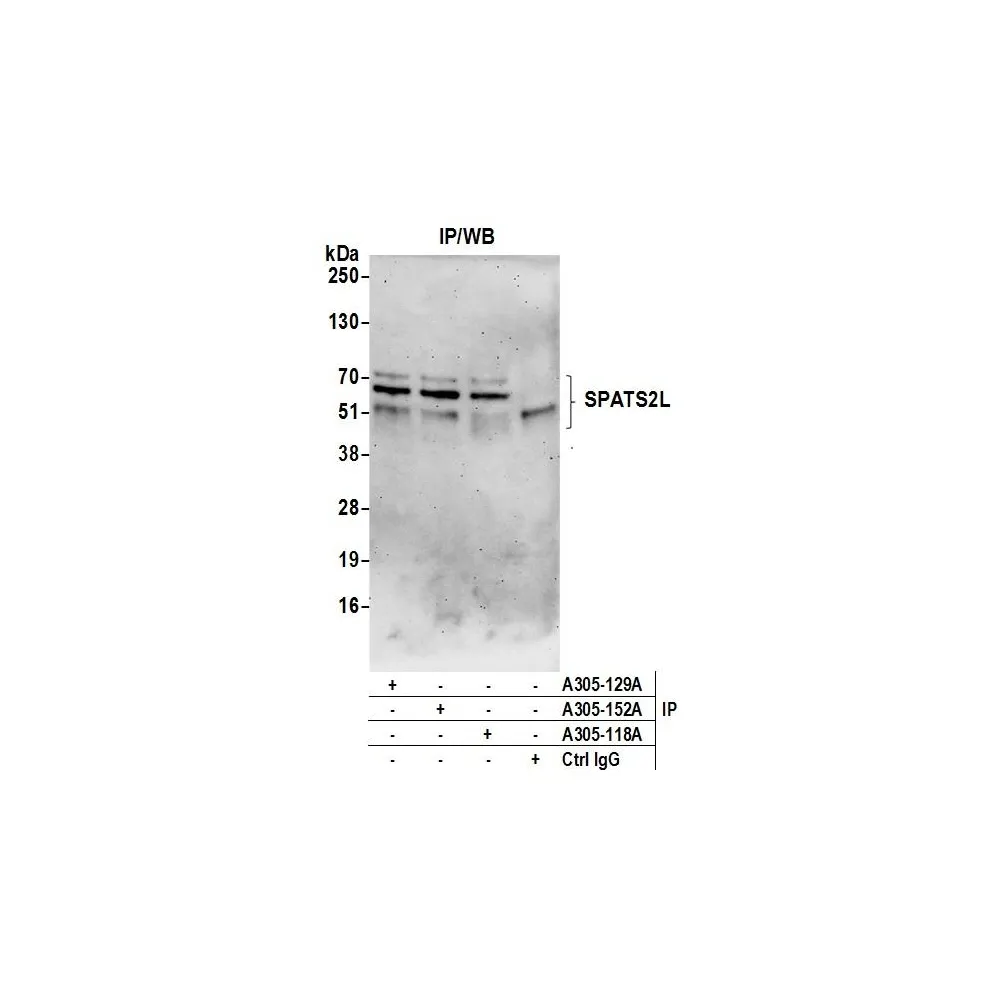 Rabbit anti-SPATS2L Antibody, Affinity Purified