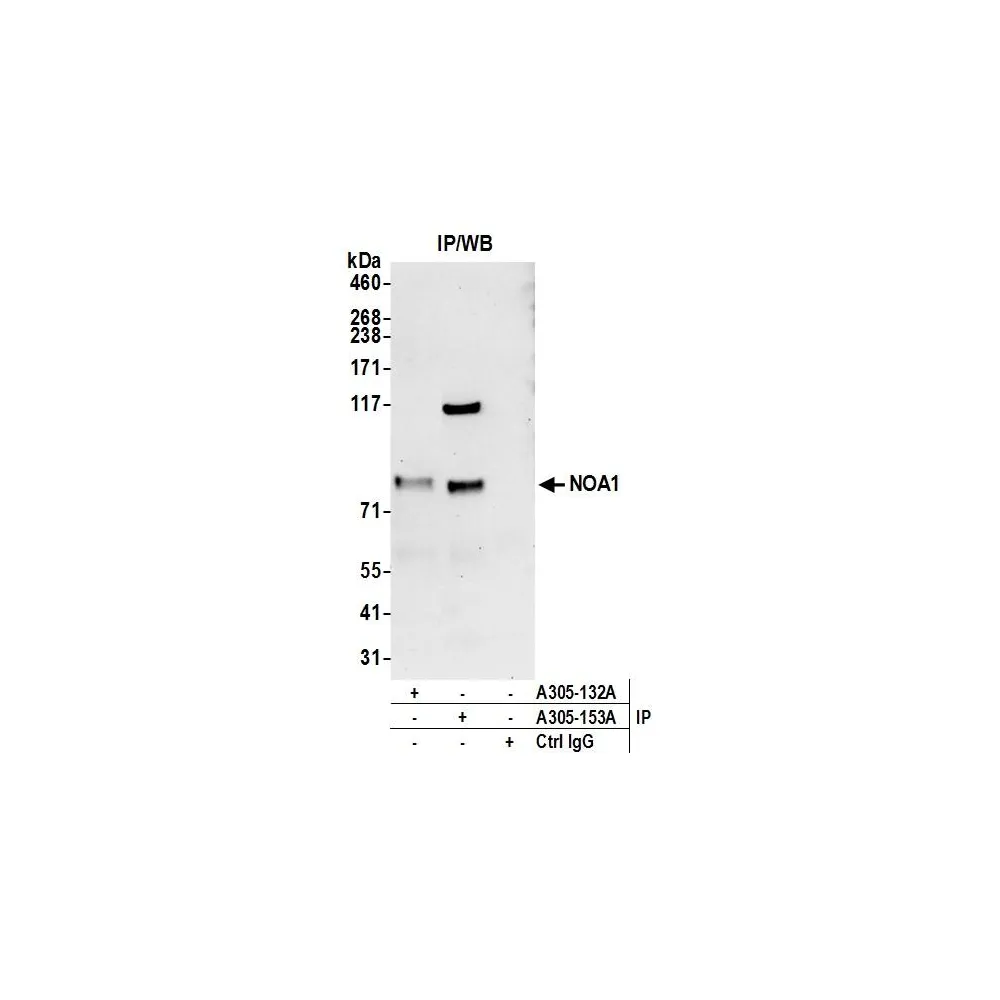 Rabbit anti-NOA1/C4orf14 Antibody, Affinity Purified