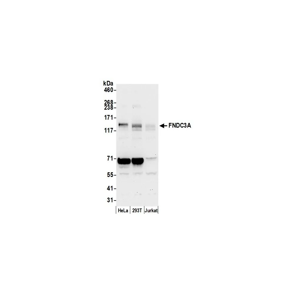 Rabbit anti-FNDC3A Antibody, Affinity Purified