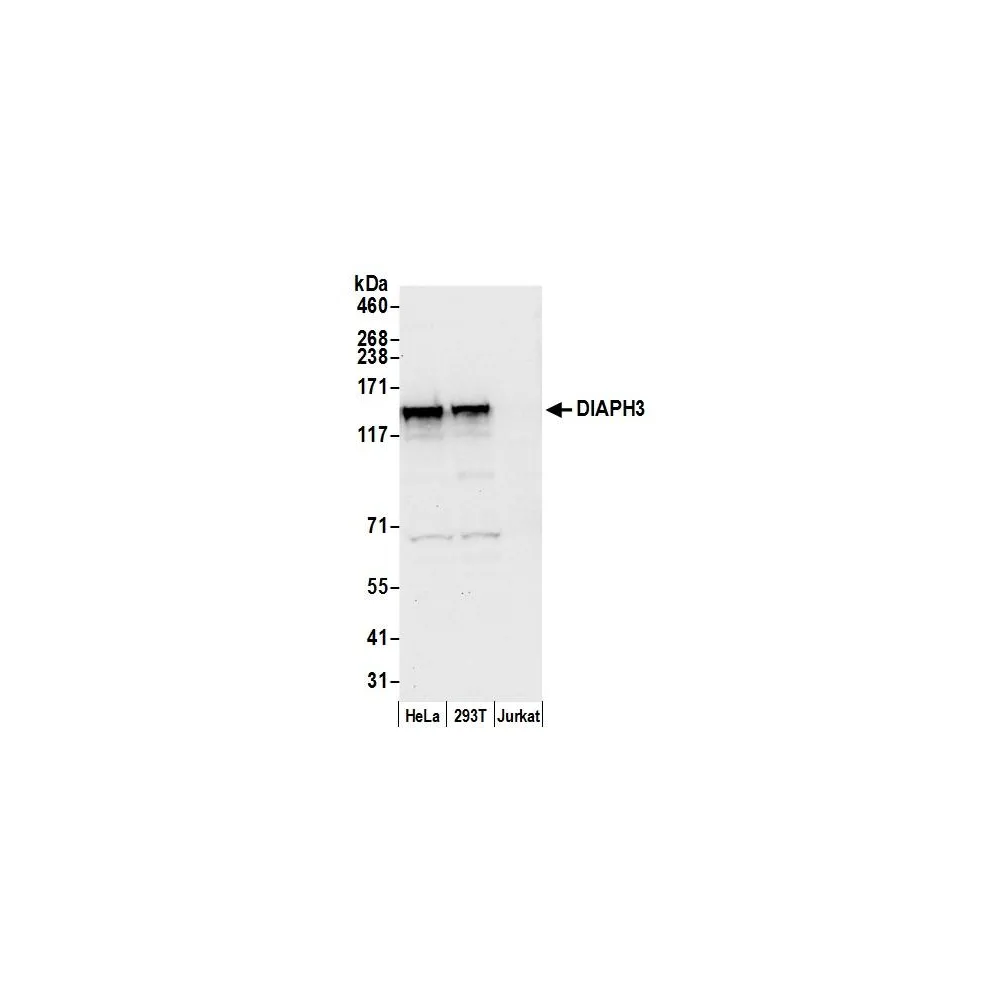 Rabbit anti-DIAPH3 Antibody, Affinity Purified