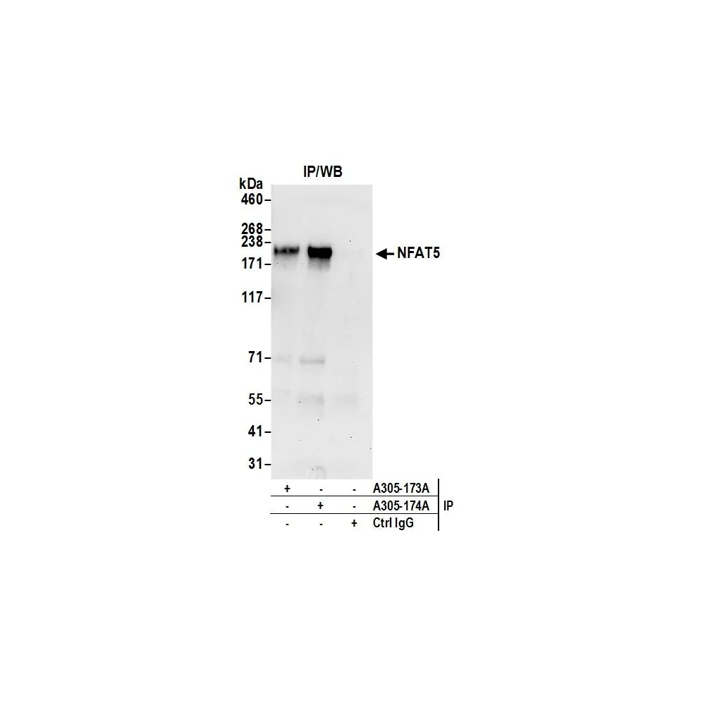 Rabbit anti-NFAT5 Antibody, Affinity Purified