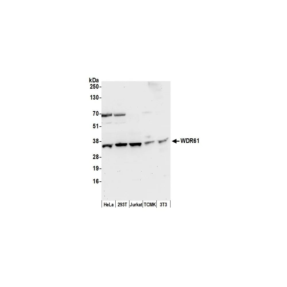 Rabbit anti-WDR61 Antibody, Affinity Purified