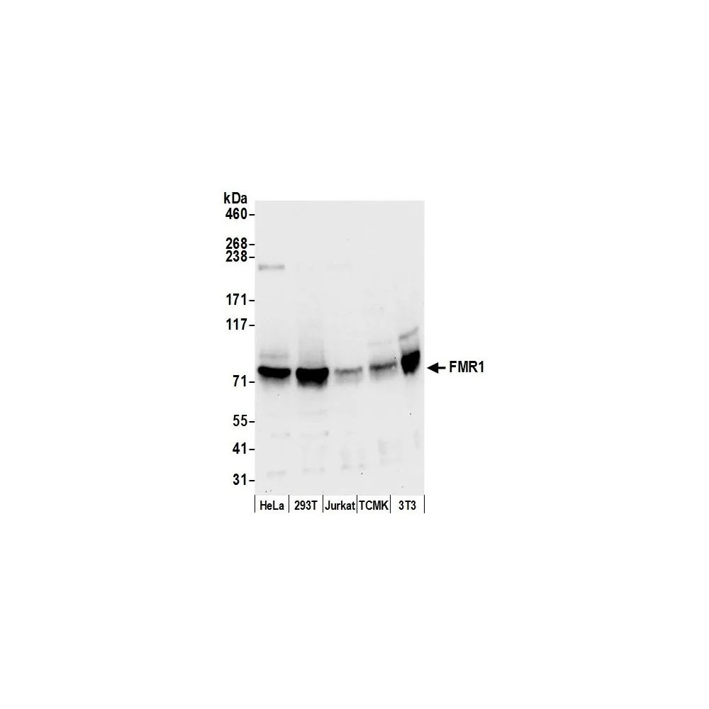 Rabbit anti-FMR1/FMRP Antibody, Affinity Purified