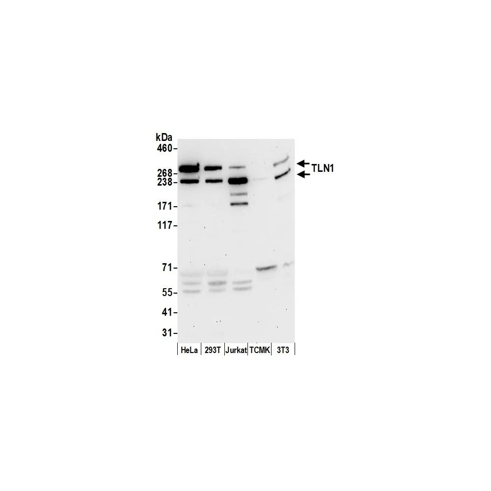 Rabbit anti-TLN1/Talin-1 Antibody, Affinity Purified