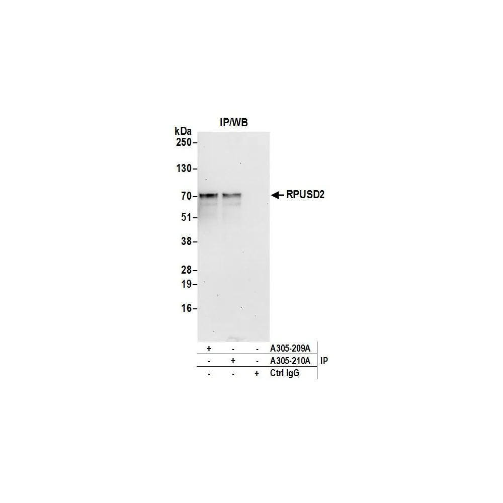 Rabbit anti-RPUSD2 Antibody, Affinity Purified