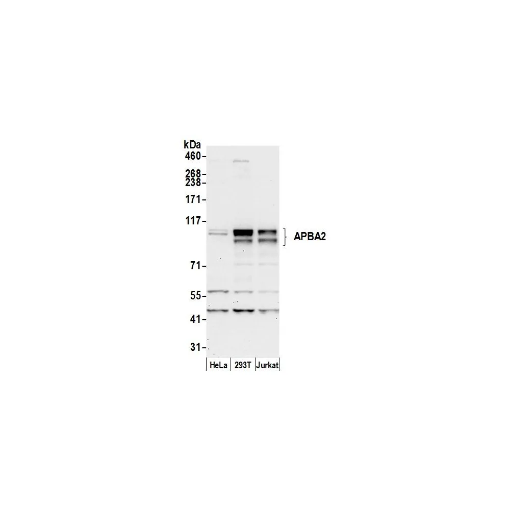 Rabbit anti-APBA2 Antibody, Affinity Purified