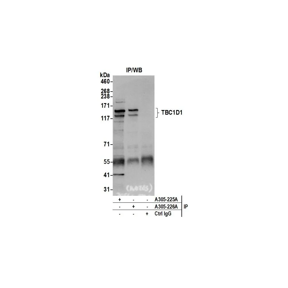 Rabbit anti-TBC1D1 Antibody, Affinity Purified