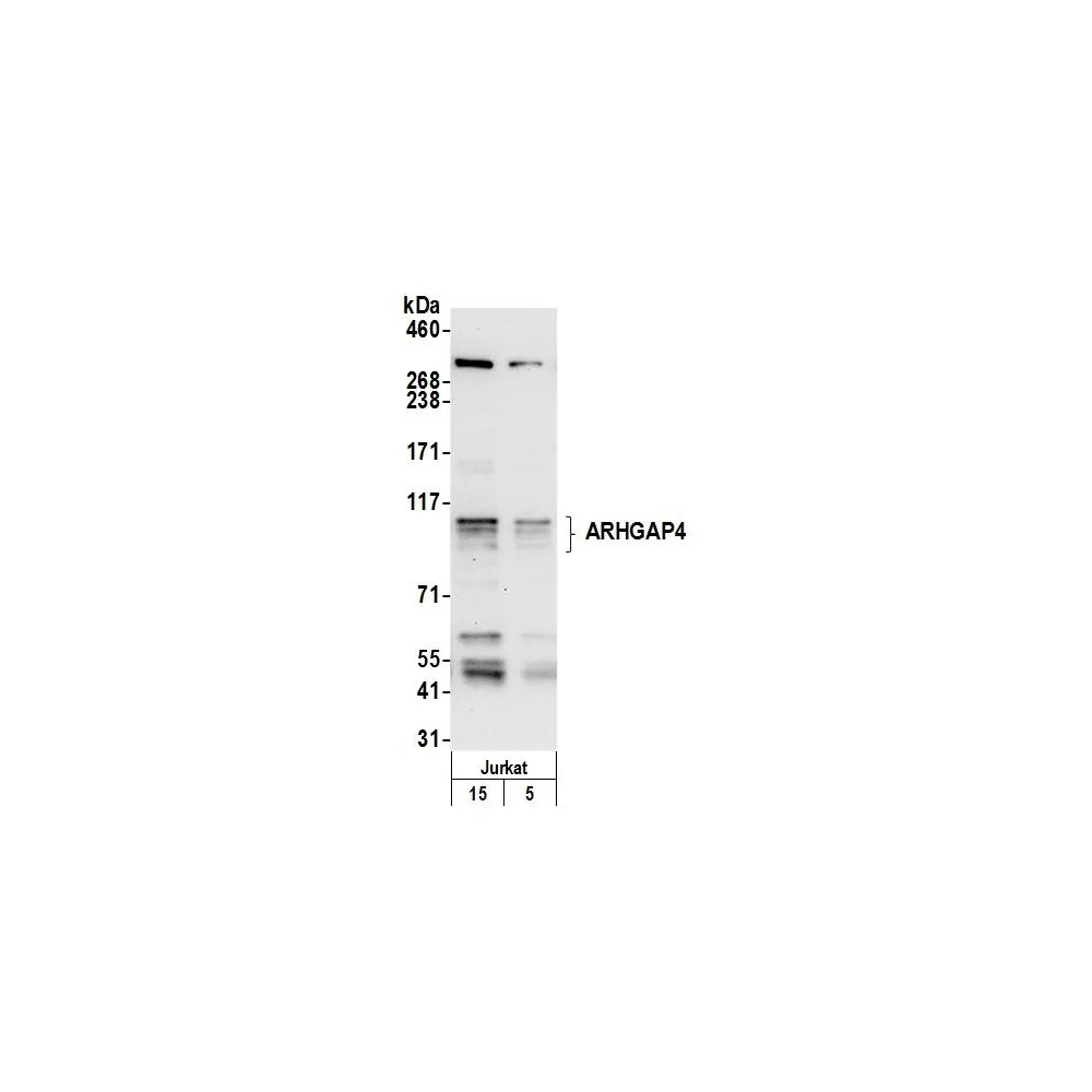 Rabbit anti-ARHGAP4 Antibody, Affinity Purified