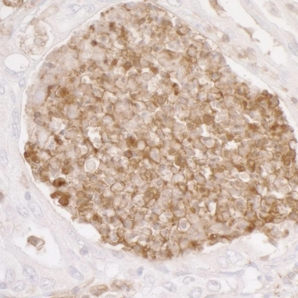 Rabbit anti-ANXA1/Annexin A1 Antibody, Affinity Purified