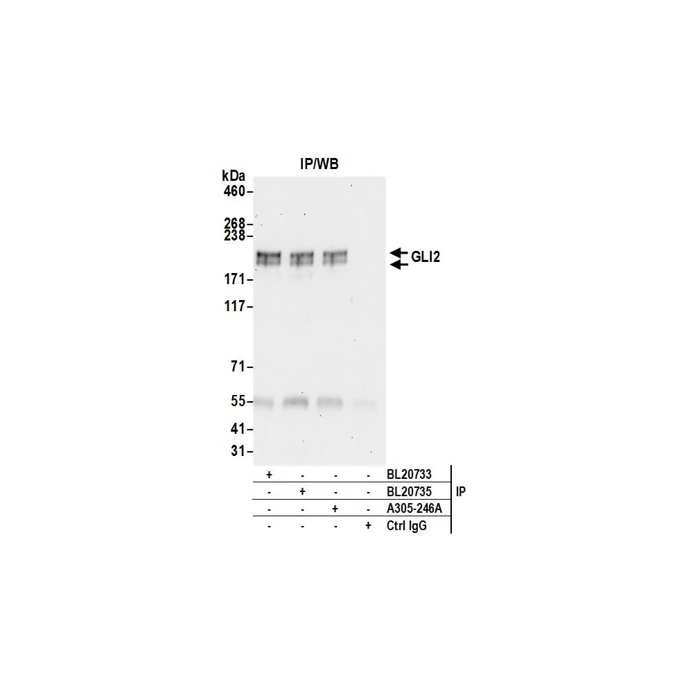 Rabbit anti-GLI2 Antibody, Affinity Purified