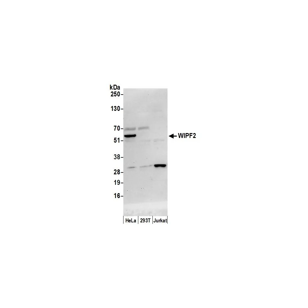 Rabbit anti-WIPF2/WIRE Antibody, Affinity Purified