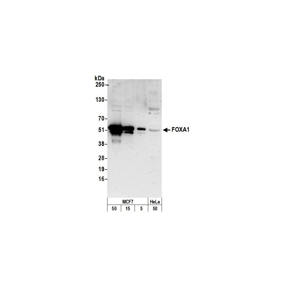 Rabbit anti-FOXA1/HNF3A Antibody, Affinity Purified