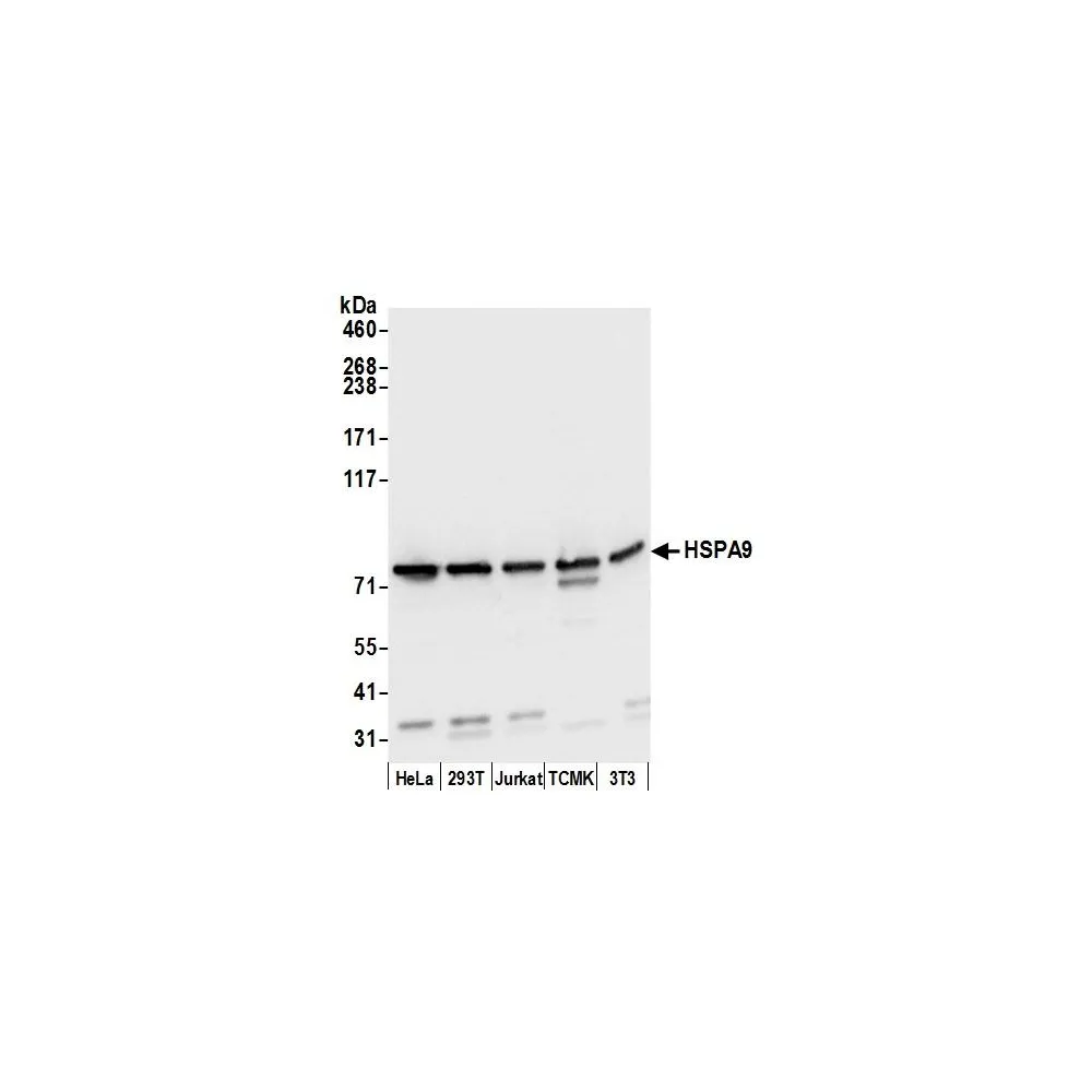 Rabbit anti-HSPA9/GRP75/Mortalin Antibody, Affinity Purified