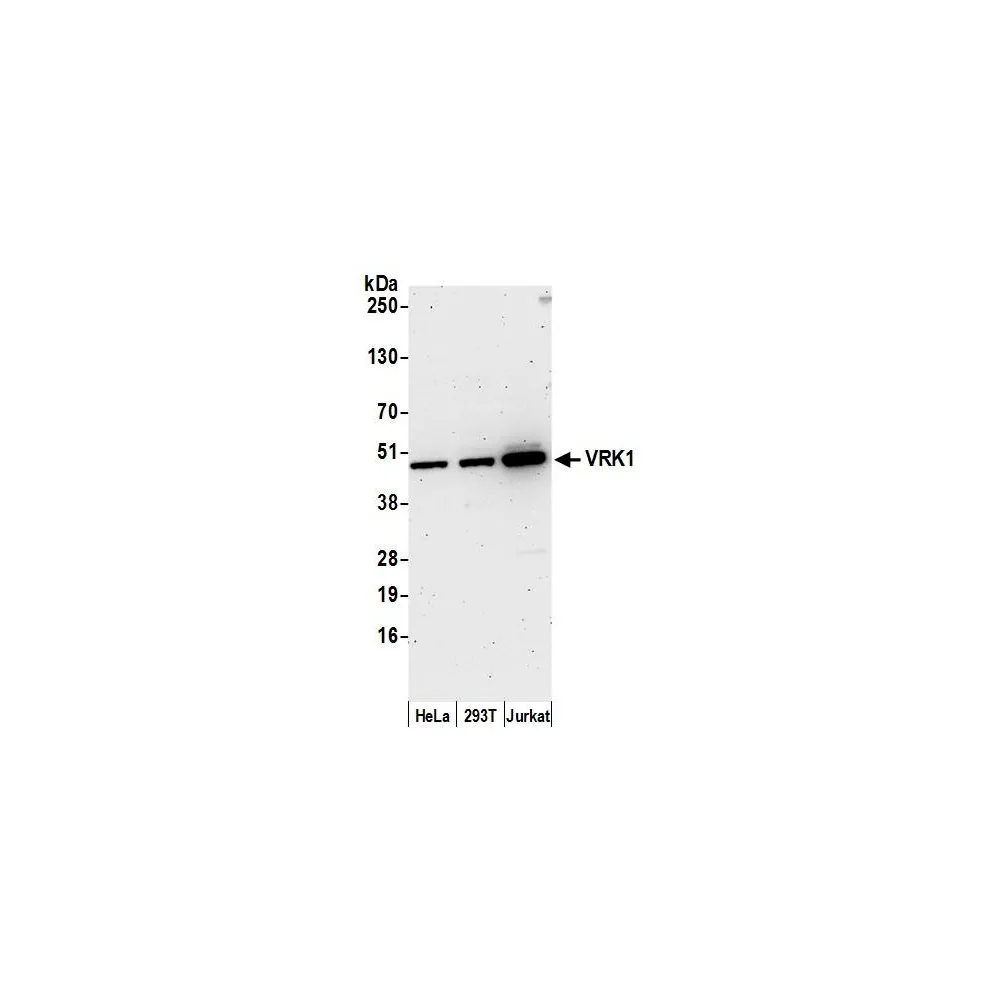 Rabbit anti-VRK1 Antibody, Affinity Purified