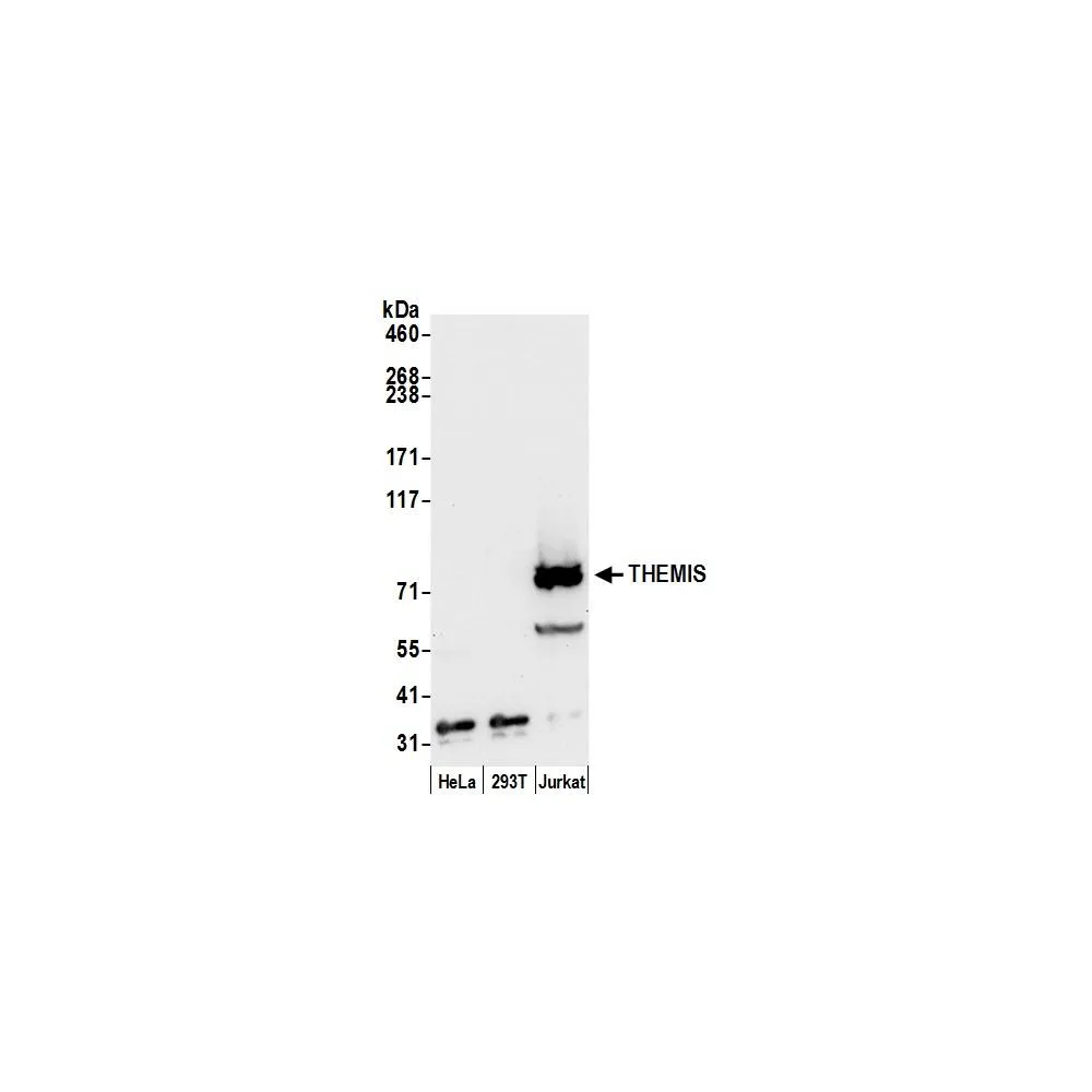 Rabbit anti-THEMIS Antibody, Affinity Purified