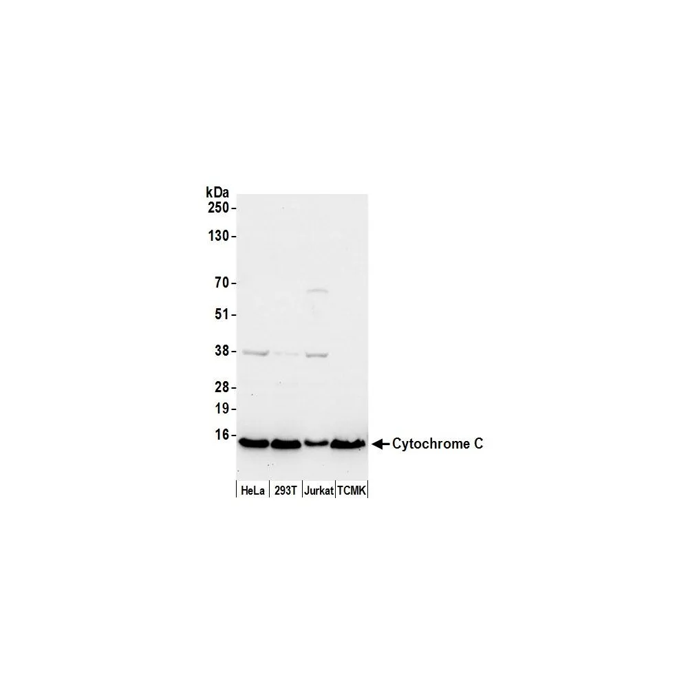 Rabbit anti-Cytochrome C Antibody, Affinity Purified