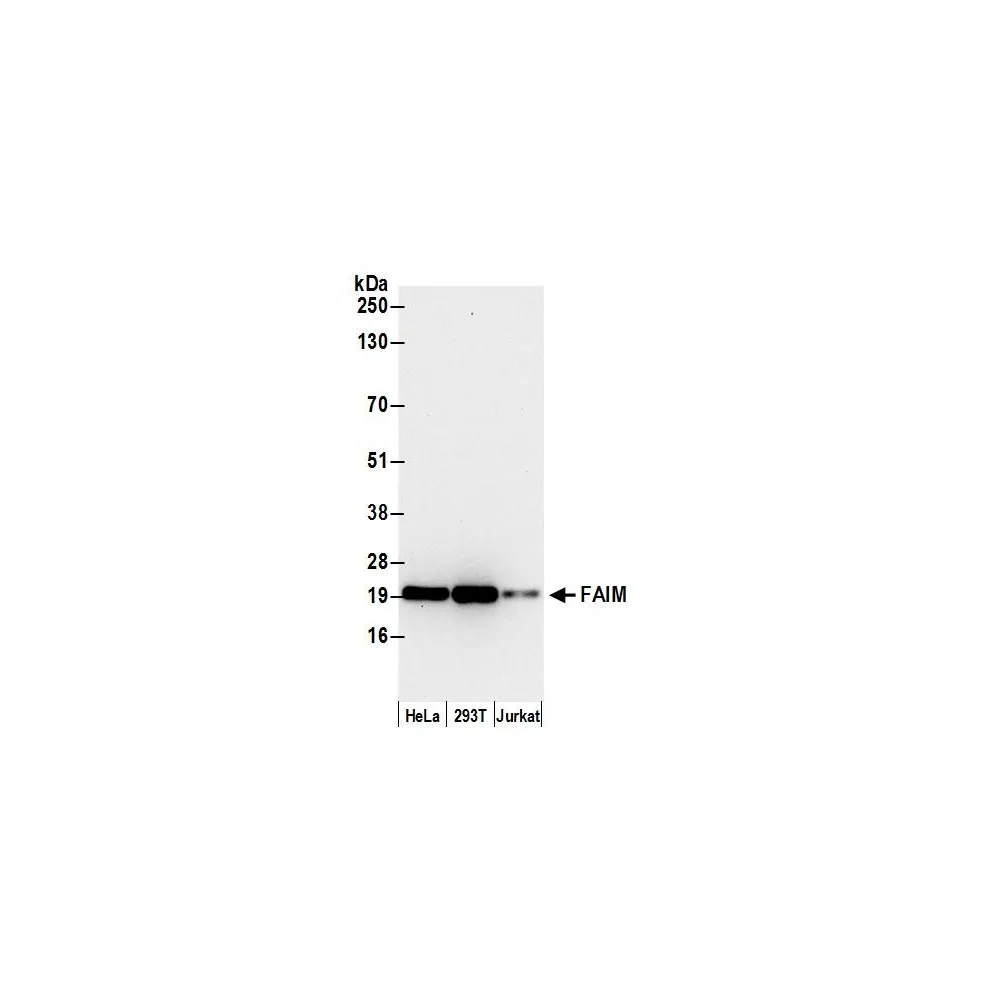 Rabbit anti-FAIM Antibody, Affinity Purified
