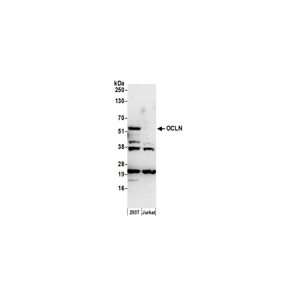 Rabbit anti-Occludin Antibody, Affinity Purified