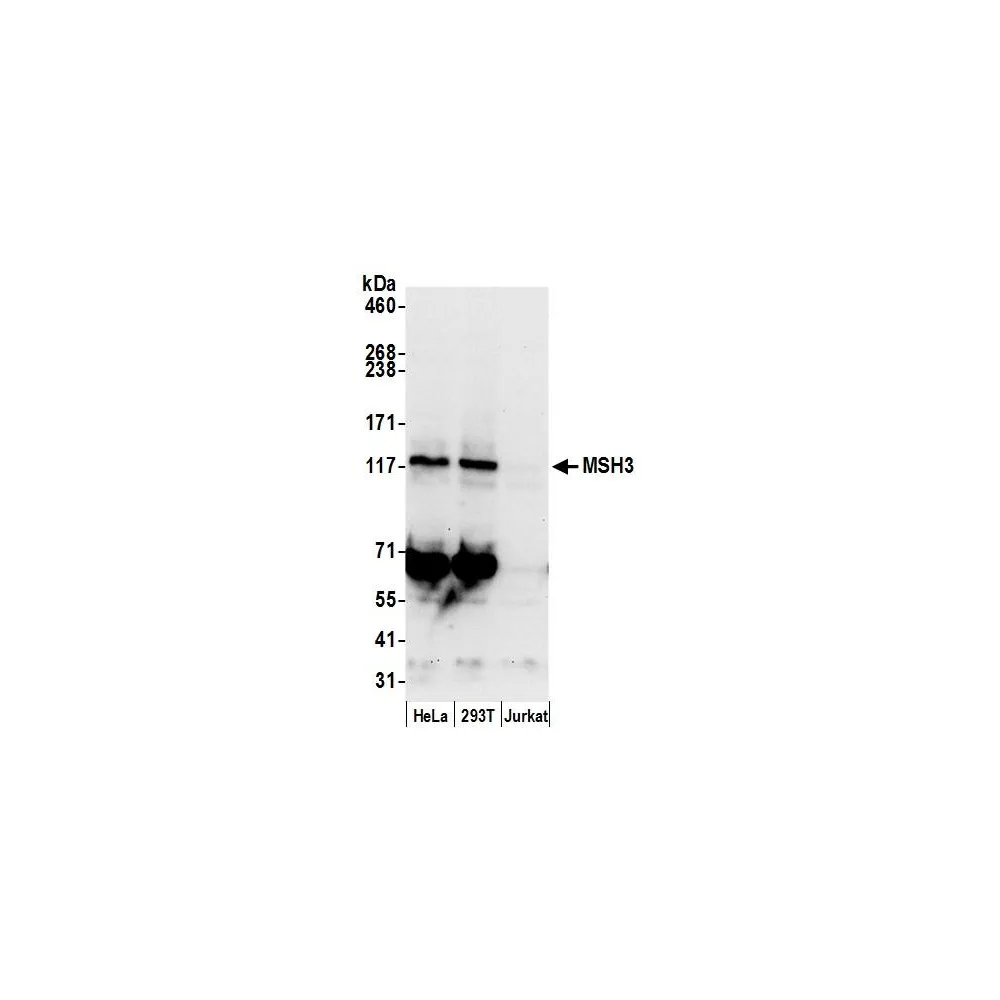 Rabbit anti-MSH3 Antibody, Affinity Purified