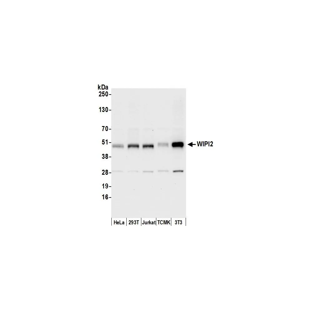 Rabbit anti-WIPI2 Antibody, Affinity Purified