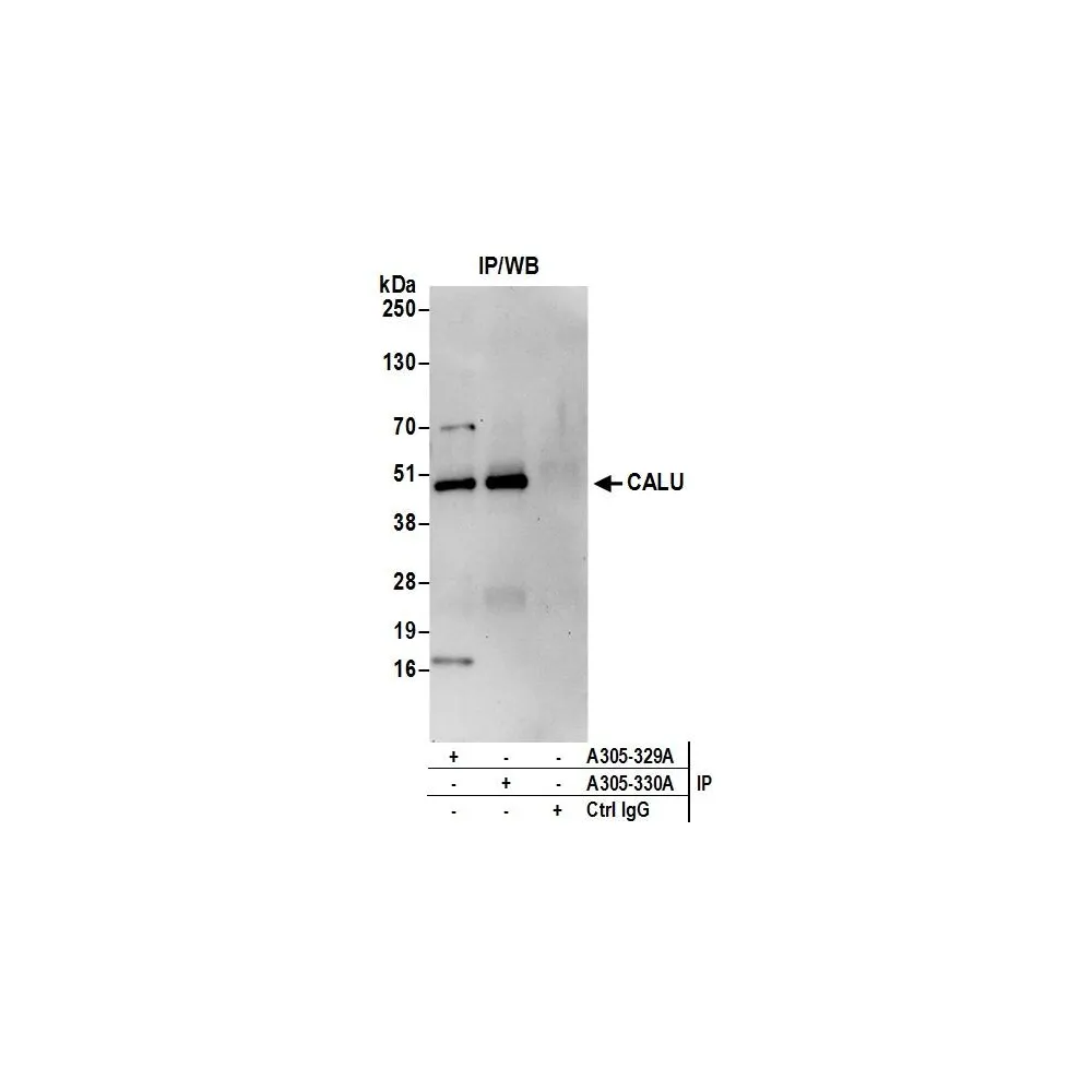 Rabbit anti-CALU Antibody, Affinity Purified