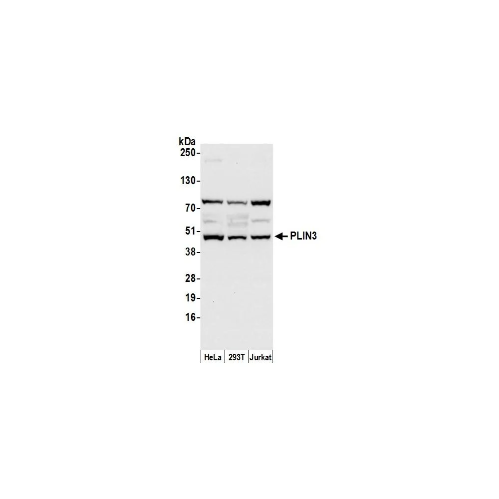Rabbit anti-PLIN3 Antibody, Affinity Purified