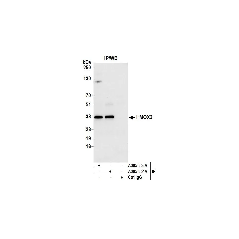 Rabbit anti-HMOX2 Antibody, Affinity Purified