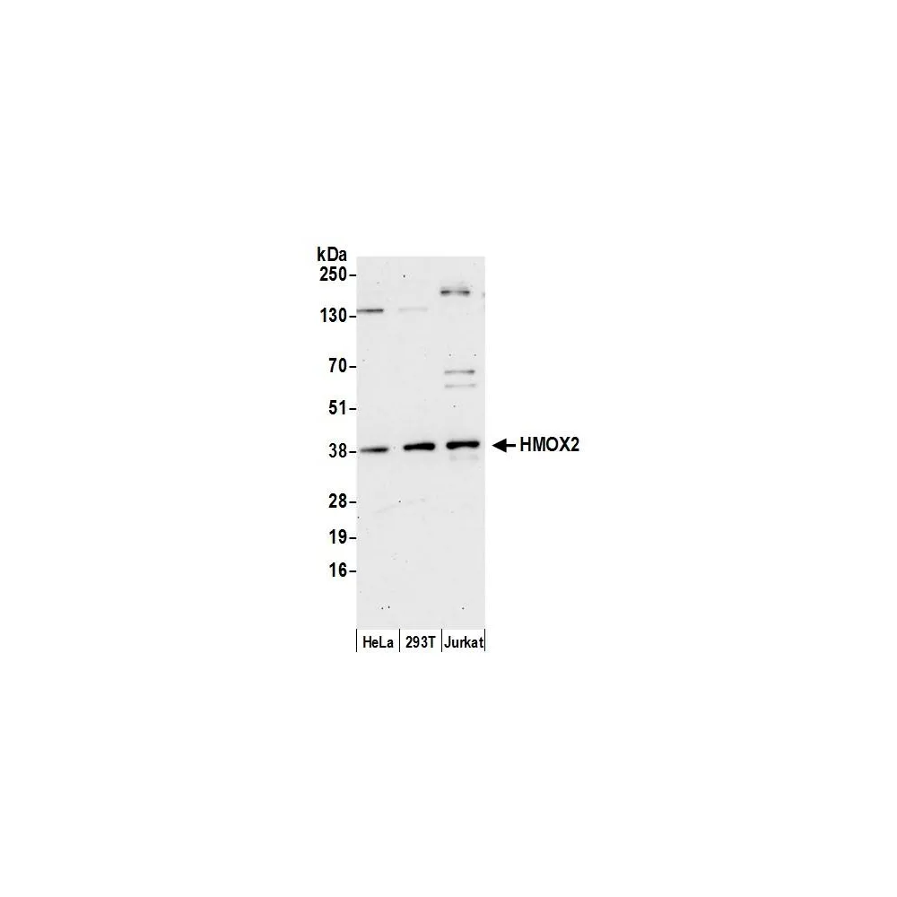 Rabbit anti-HMOX2 Antibody, Affinity Purified