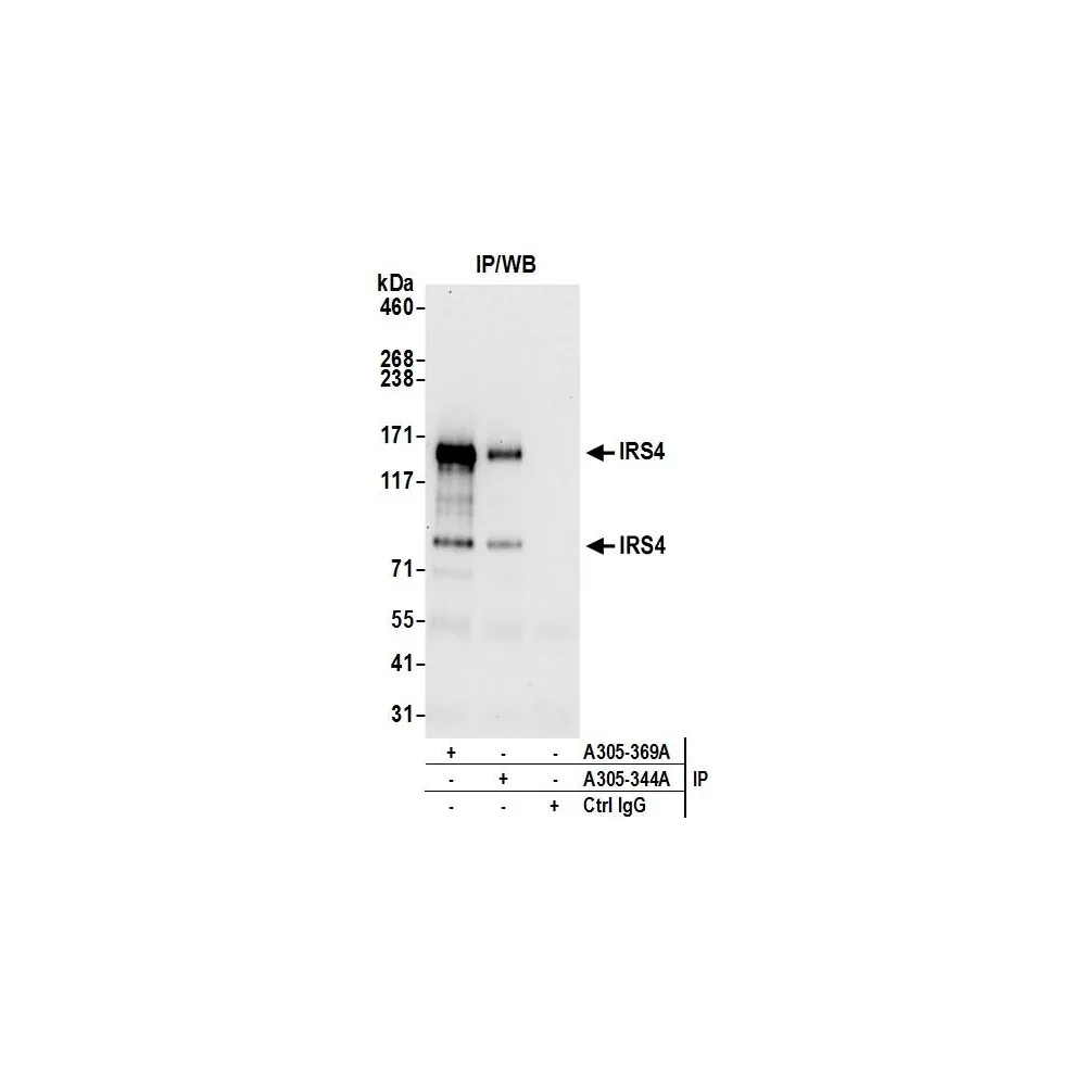 Rabbit anti-IRS4 Antibody, Affinity Purified