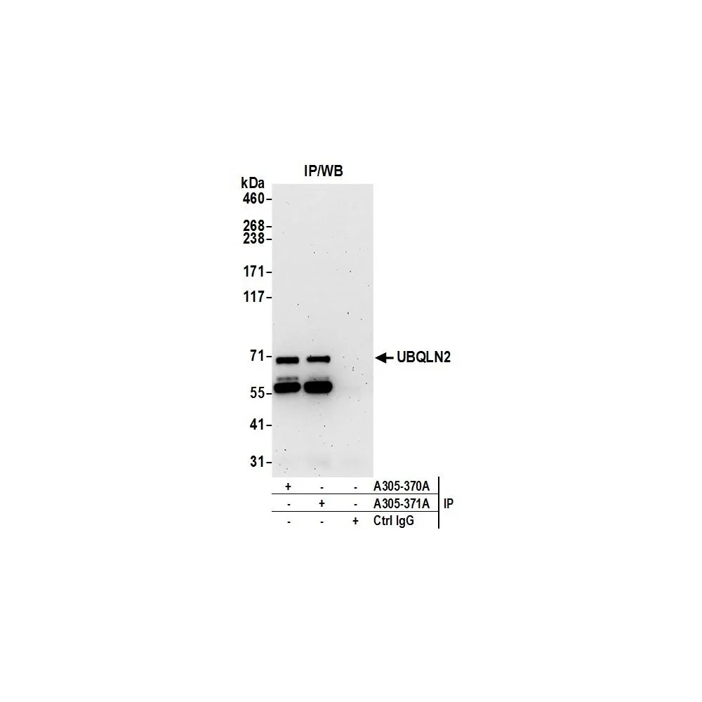Rabbit anti-UBQLN2 Antibody, Affinity Purified