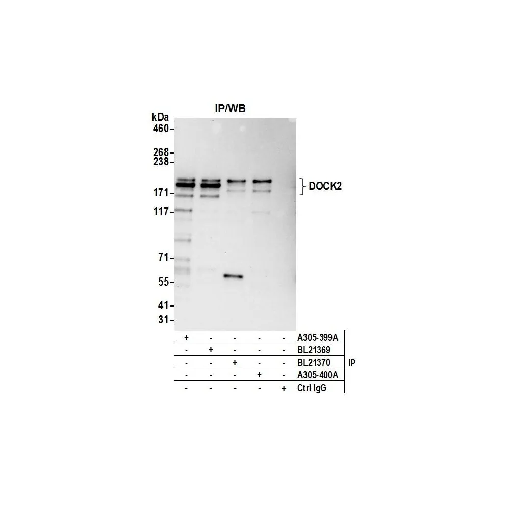 Rabbit anti-DOCK2 Antibody, Affinity Purified
