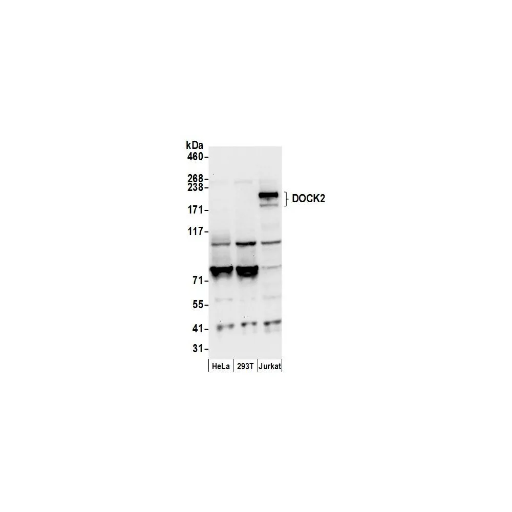 Rabbit anti-DOCK2 Antibody, Affinity Purified