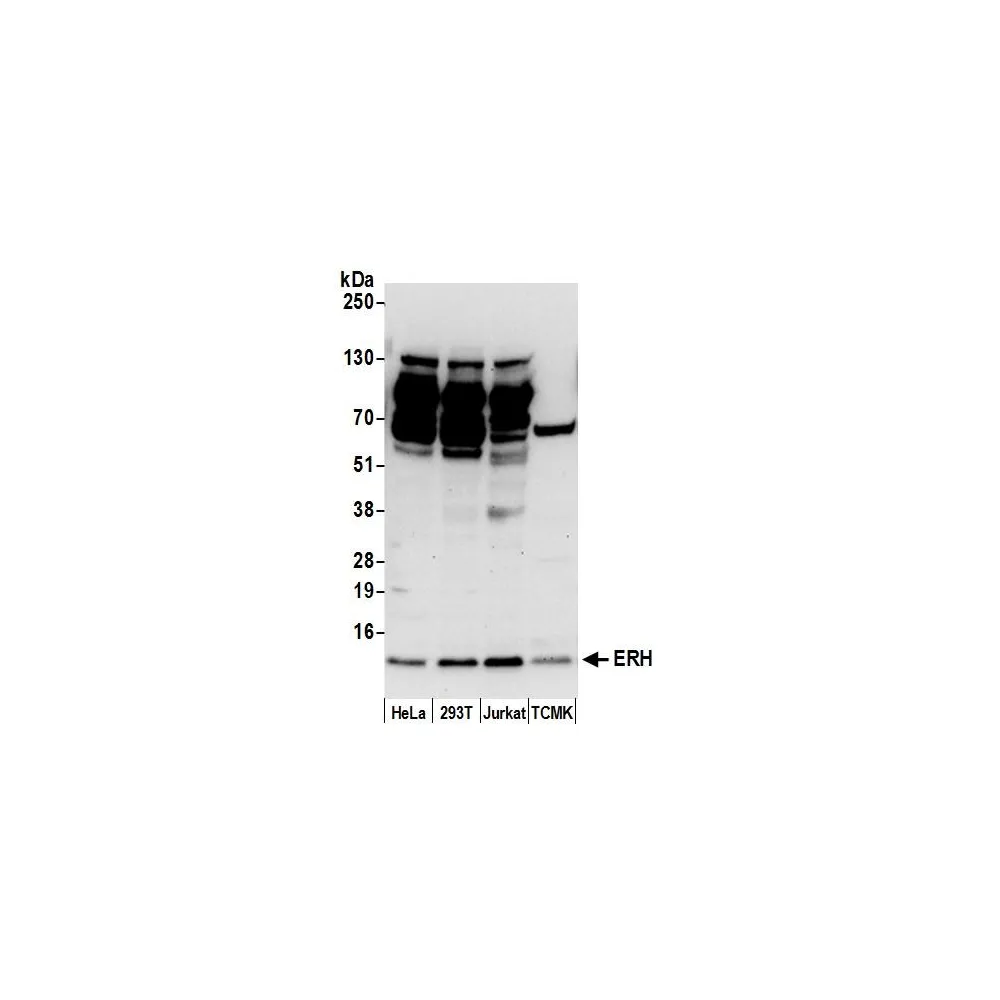 Rabbit anti-ERH Antibody, Affinity Purified