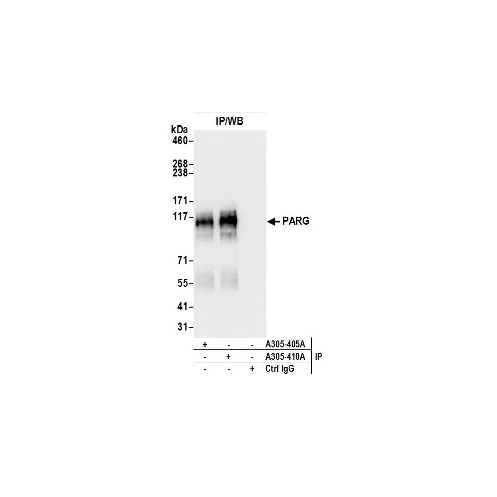 Rabbit anti-PARG Antibody, Affinity Purified