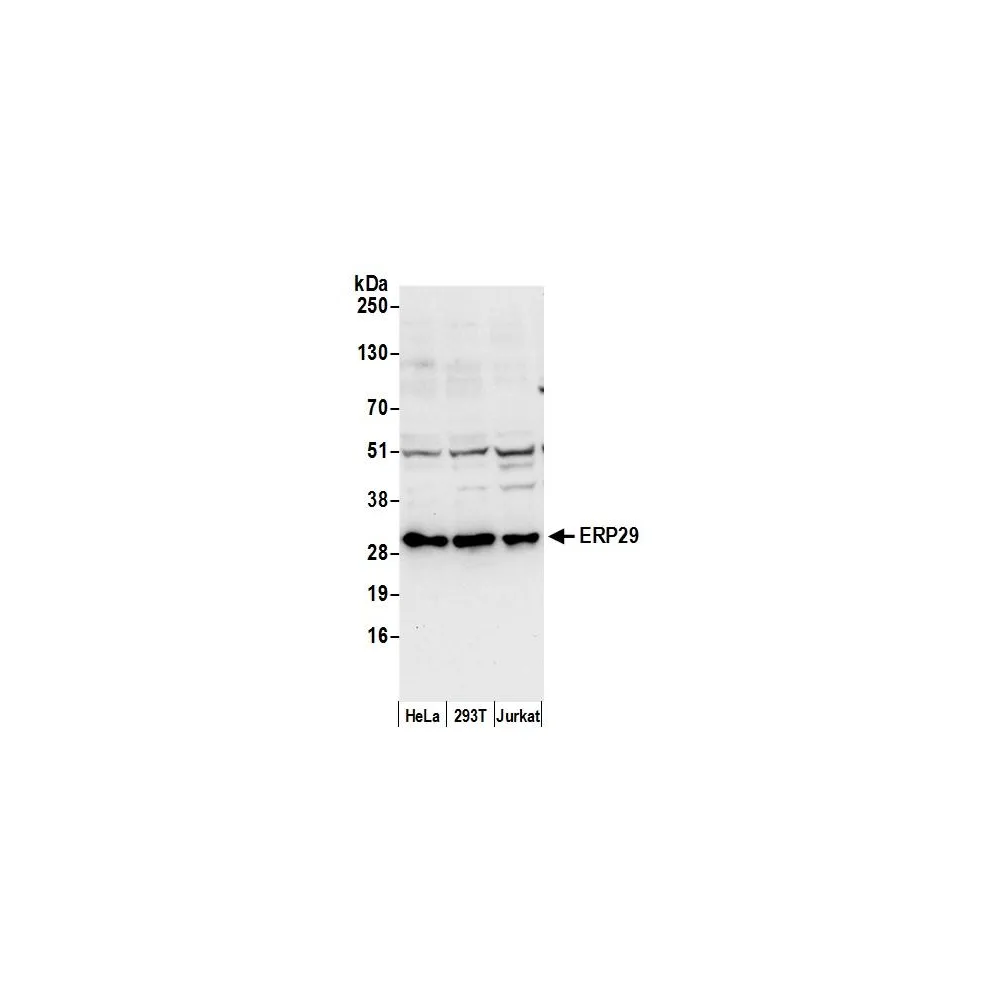 Rabbit anti-ERP29 Antibody, Affinity Purified