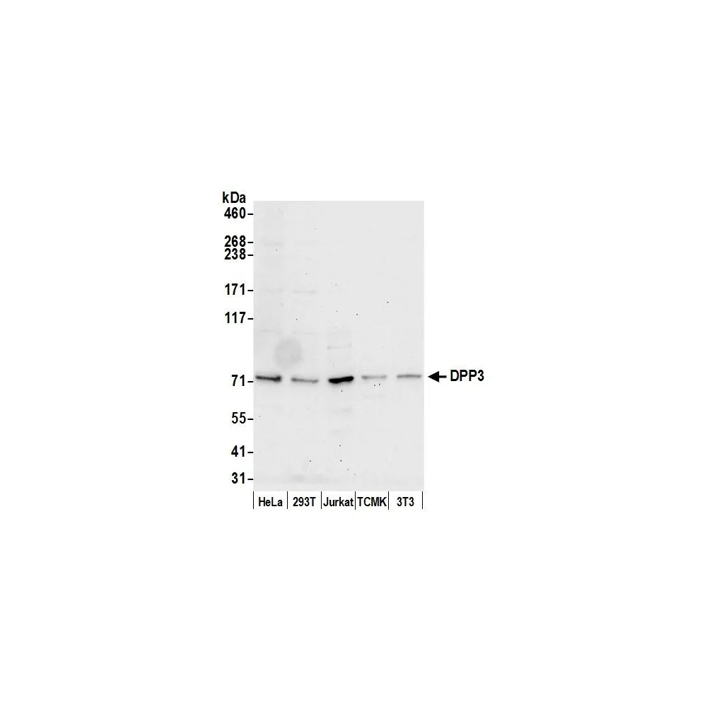 Rabbit anti-DPP3 Antibody, Affinity Purified