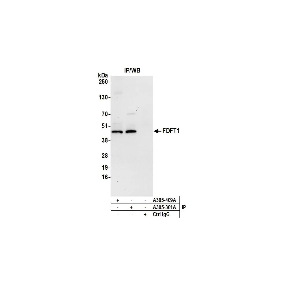 Rabbit anti-FDFT1 Antibody, Affinity Purified