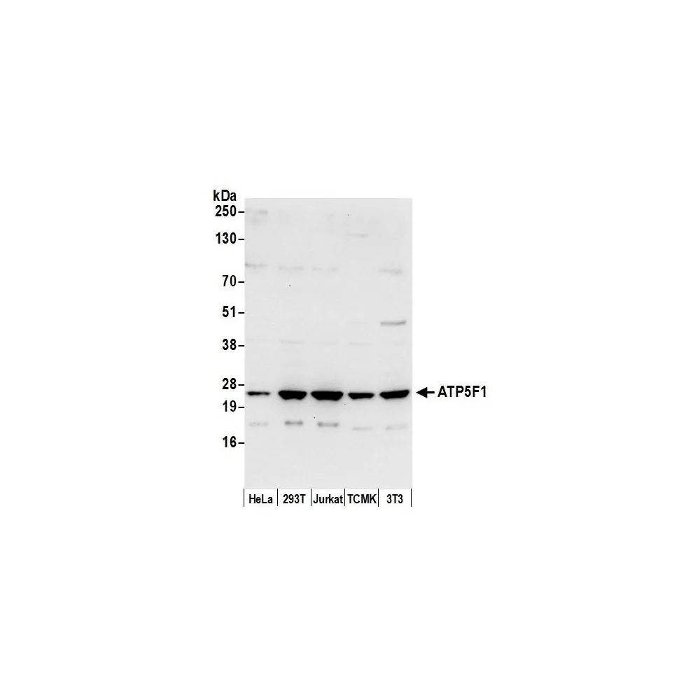 Rabbit anti-ATP5F1 Antibody, Affinity Purified