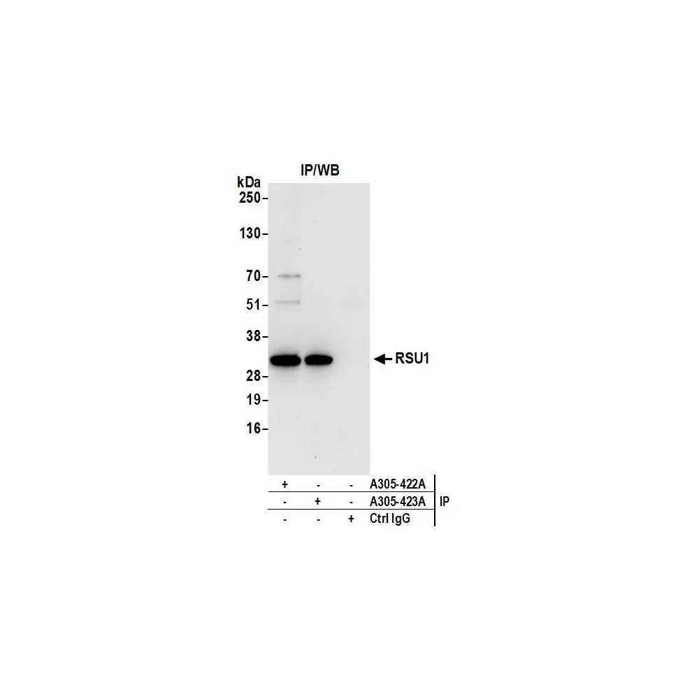 Rabbit anti-RSU1 Antibody, Affinity Purified