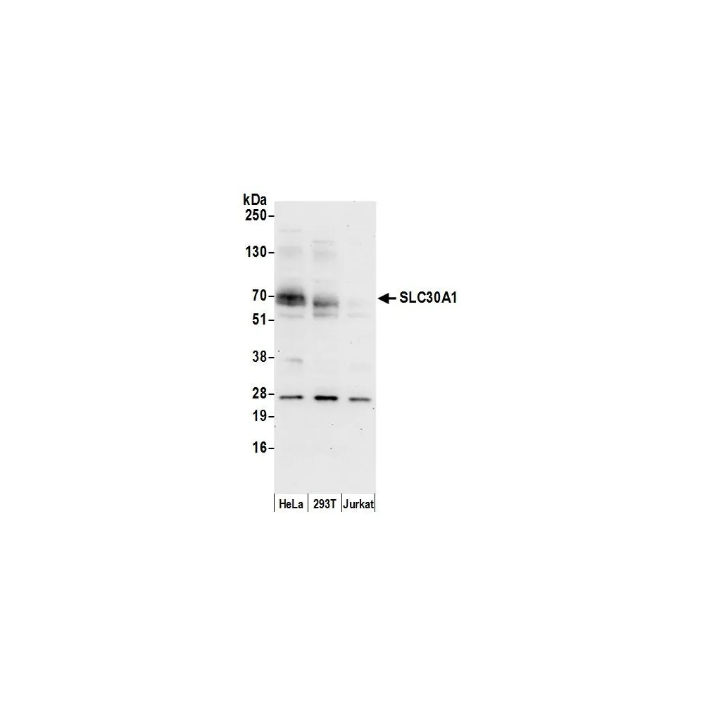 Rabbit anti-SLC30A1/ZNT1 Antibody, Affinity Purified