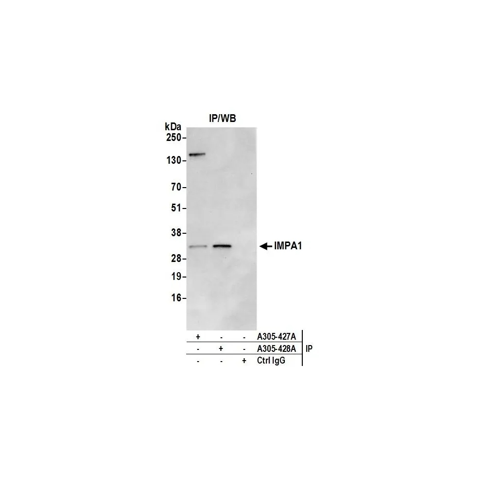 Rabbit anti-IMPA1 Antibody, Affinity Purified