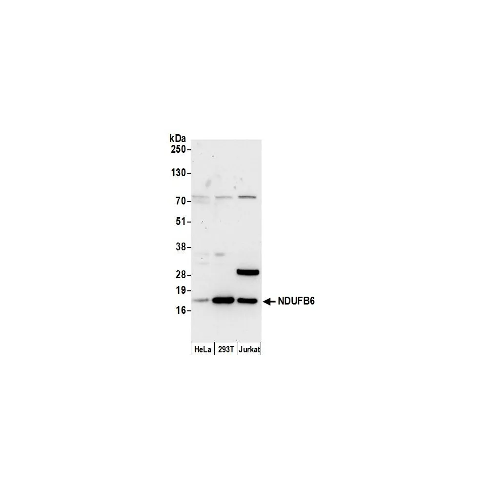 Rabbit anti-NDUFB6 Antibody, Affinity Purified