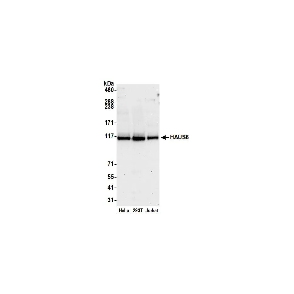 Rabbit anti-HAUS6 Antibody, Affinity Purified