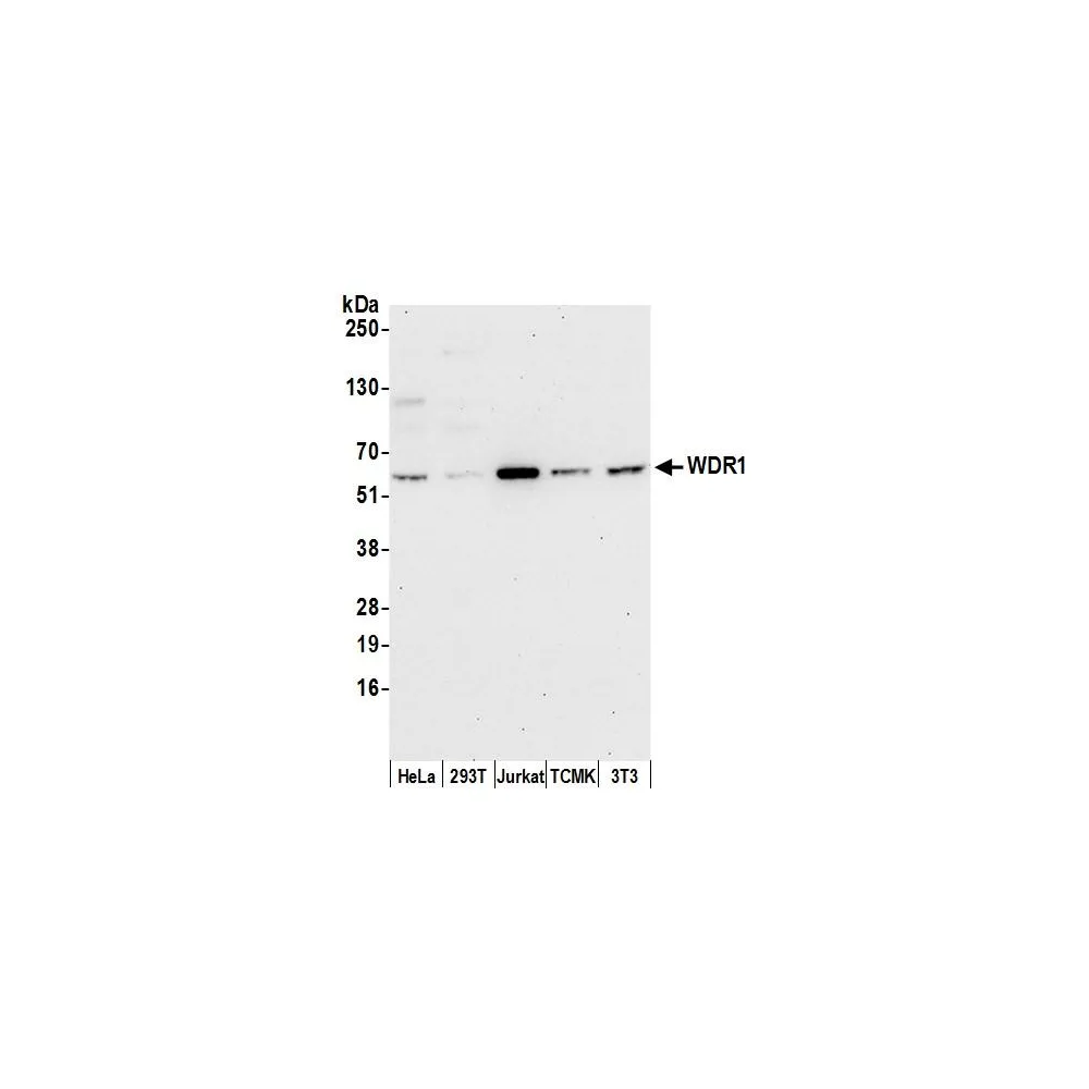 Rabbit anti-WDR1 Antibody, Affinity Purified